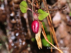 Tripterospermum luzonense