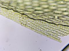 Imbribryum subapiculatum