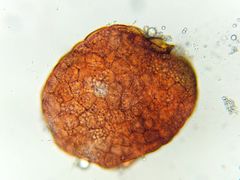 Imbribryum subapiculatum