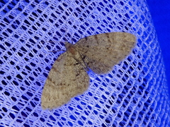 Myrioblephara nanaria