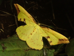 Tridrepana crocea