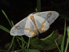 Macrocilix mysticata