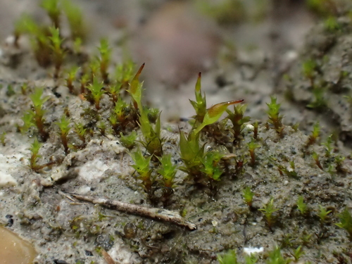 Image of Tortula protobryoides by (c) George Greiff, some rights reserved (CC BY)