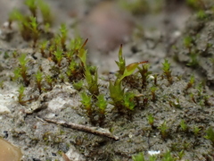 Tortula protobryoides