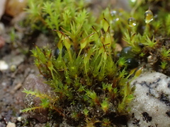 Tortula protobryoides