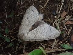 Cnethodonta grisescens