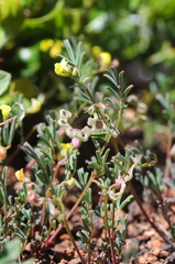 Hippocrepis ciliata