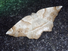 Endropiodes indictinaria