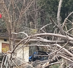 Phylloscopus pulcher