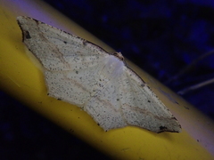 Pareclipsis gracilis