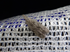 Faristenia quercivora