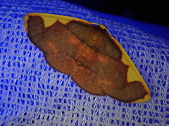 Nothomiza oxygoniodes