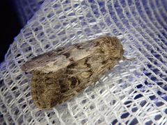 Spodoptera depravata