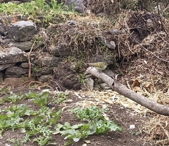 Phylloscopus pulcher