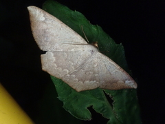Peratostega deletaria