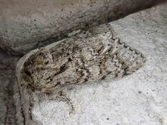 Pheosiopsis cinerea cinerea