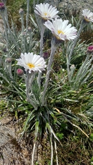 Celmisia pugioniformis