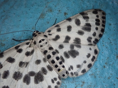 Antipercnia albinigrata