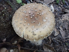 Amanita parvipantherina
