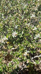 Nematolepis ovatifolia