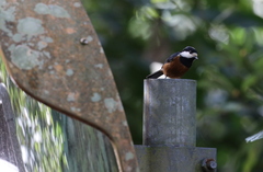 Sittiparus castaneoventris