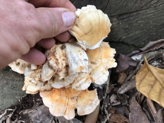 Laetiporus versisporus