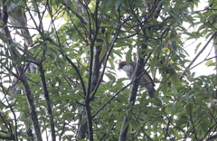 Pterorhinus ruficeps