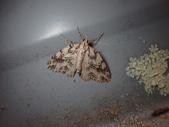 Pseudocoremia rudisata