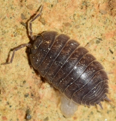 Porcellio laevis