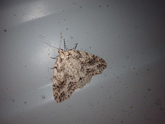 Pseudocoremia rudisata