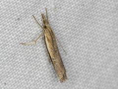 Ptochostola microphaeellus