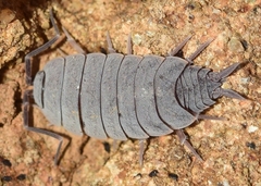 Porcellionides pruinosus