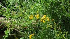 Senecio linifolius