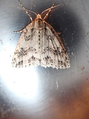 Pseudocoremia rudisata