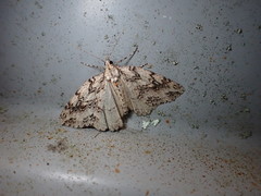 Pseudocoremia rudisata