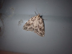 Pseudocoremia rudisata