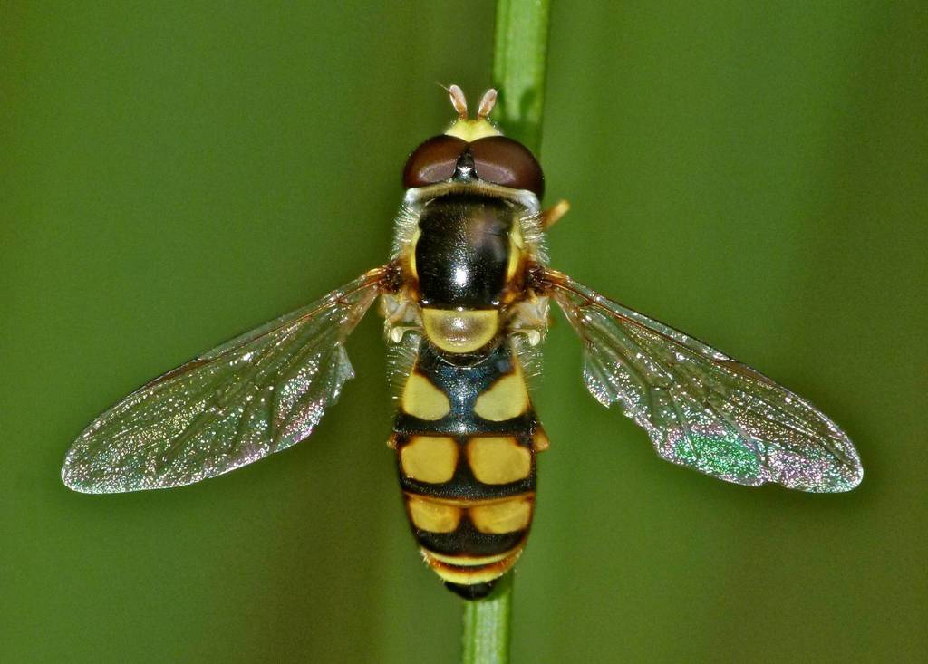 Hoverfly
