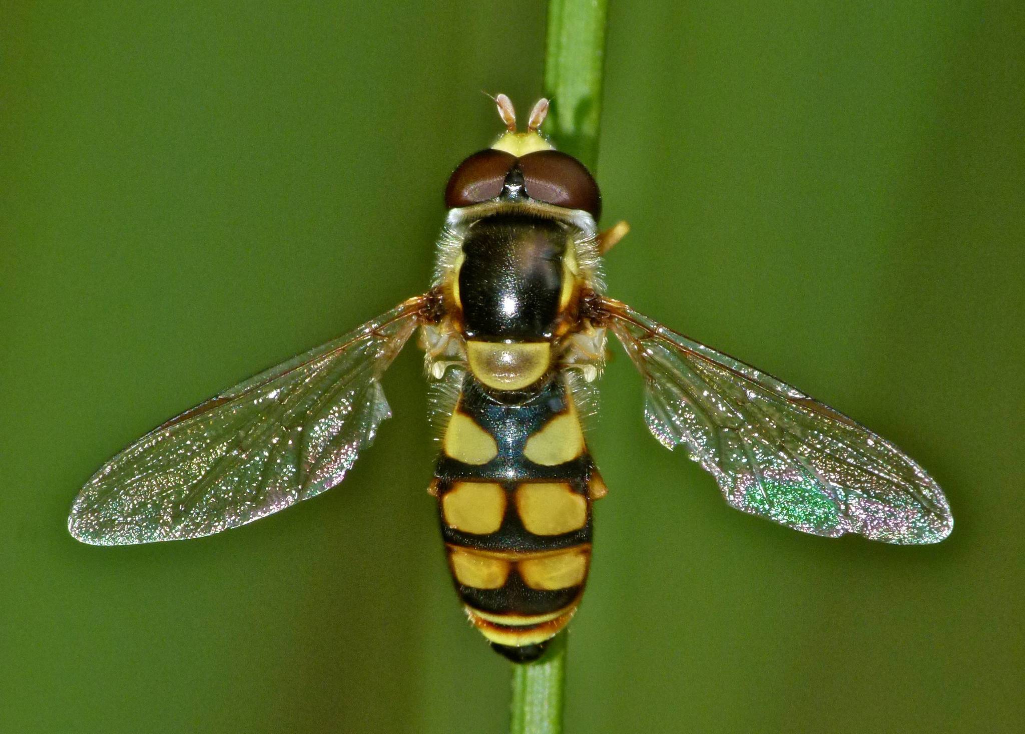 small gold fly, spot on wings, fuzzy abdomen - Chrysopilus modestus 