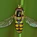 Yellow-shouldered Stout Hover Fly - Photo (c) Steve Kerr, some rights reserved (CC BY), uploaded by Steve Kerr