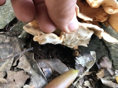 Laetiporus versisporus