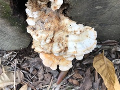 Laetiporus versisporus