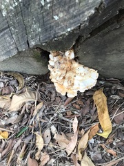 Laetiporus versisporus