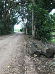 Laetiporus versisporus