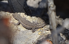 Lygodactylus bradfieldi
