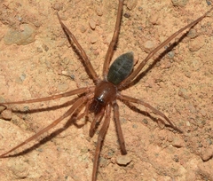 Liocranidae