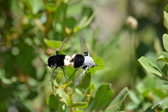 Bombomyia discoidea