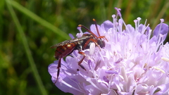 Nomada armata