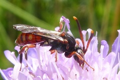 Nomada armata