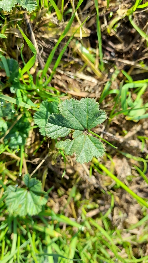 Common Mallow
