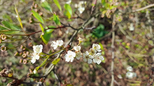 Eingriffeliger Weißdorn